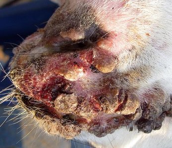 Soremouth lesions on sheep's mouth