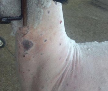 Ringworm lesions on sheep