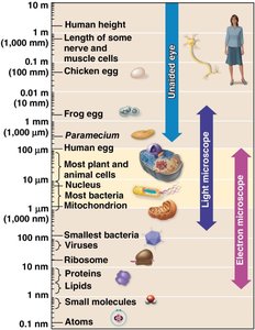 Relative sizes of biological structures and the range of microscopes