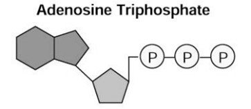 ATP molecule structure