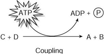 Coupling of reactions with ATP