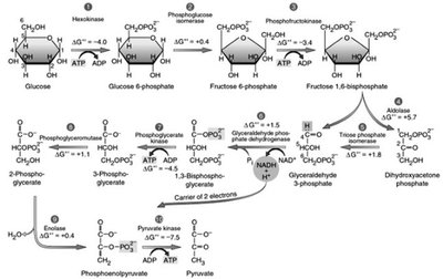 Metabolic pathway diagram