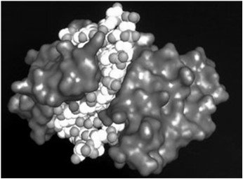 Enzyme structure