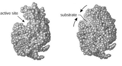 Active site and substrate interaction