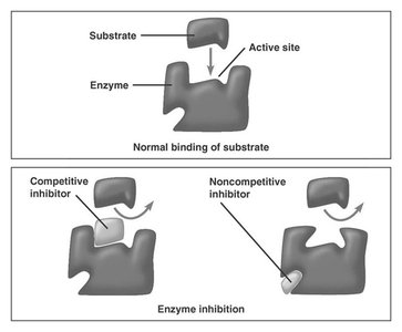 Competitive and noncompetitive inhibition