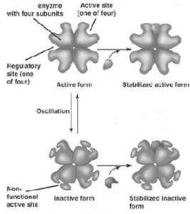 Allosteric regulation diagram