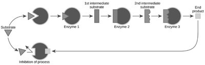 Feedback inhibition diagram