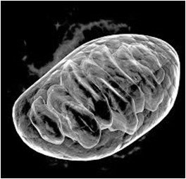 Mitochondrion representing cellular respiration