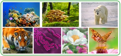 Diverse examples of life forms: coral reef, fungi, polar bear, tiger, bacteria, flower, butterfly