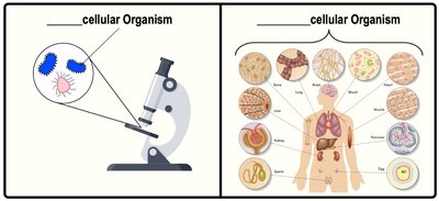 Comparison of unicellular and multicellular organisms: microscope view of single-celled organisms and diagram of human body with multiple cell types