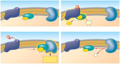 GPCR signaling pathway