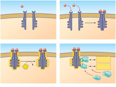 Receptor tyrosine kinase activation and signaling