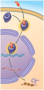 Ligand-gated ion channel receptor mechanism
