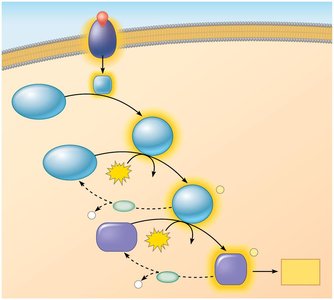 Phosphorylation cascade in signal transduction