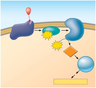 cAMP signaling pathway