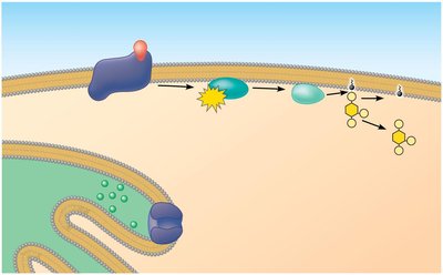 Signal amplification cascade