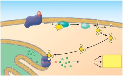 Cellular responses to Ca2+ signaling