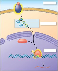 Signal transduction leading to gene expression