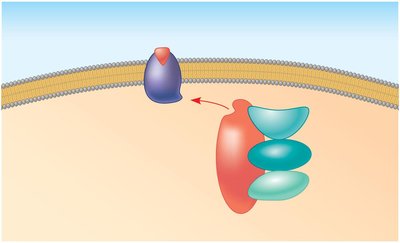 Scaffolding proteins in signal transduction