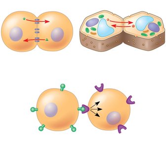 Cell junctions and cell-cell recognition