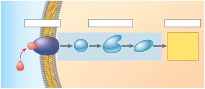 Stages of cell signaling: reception, transduction, response