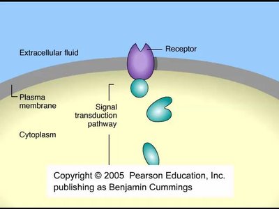 Reception: ligand binding to receptor