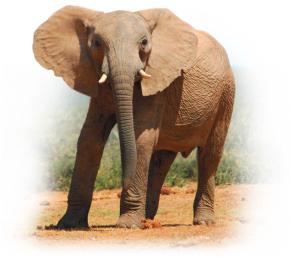 Elephants in the wild as an example of a scientific fact