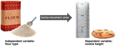 Testing effect of flour type (independent variable) on cookie height (dependent variable)