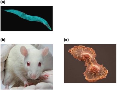 Images of model organisms: nematode, mouse, human cells