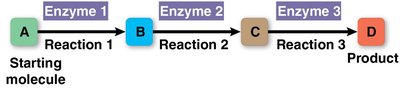 Diagram of a metabolic pathway with enzymes catalyzing each step