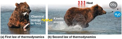 Bear demonstrating first and second laws of thermodynamics