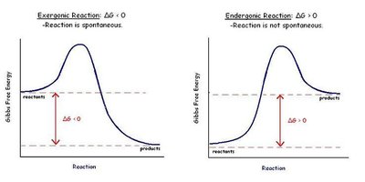 Graph of exergonic and endergonic reactions