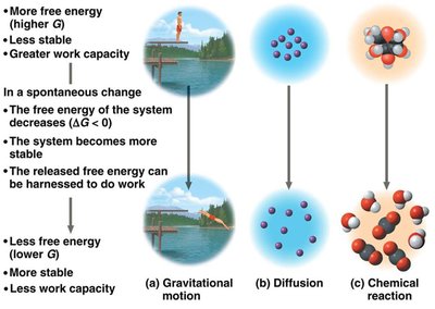 Diagram showing free energy and stability