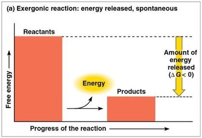 Graph of exergonic reaction