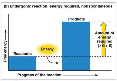 Graph of endergonic reaction