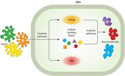 Cellular diagram showing catabolic and anabolic pathways
