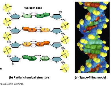 Anatomy of a cell showing chromosomes in the nucleus