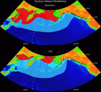 Sockeye salmon seasonal distribution maps