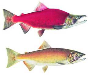 Sockeye salmon illustration