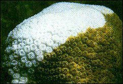 Coral bleaching: loss of zooxanthellae