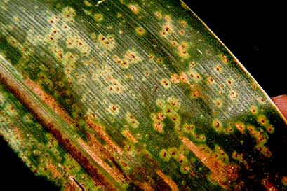 Foliar fungal disease severity on plant leaves