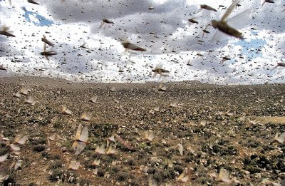 Locust swarms during warm, wet years