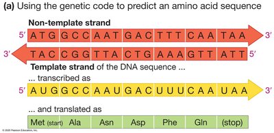 Transcription: mRNA synthesis