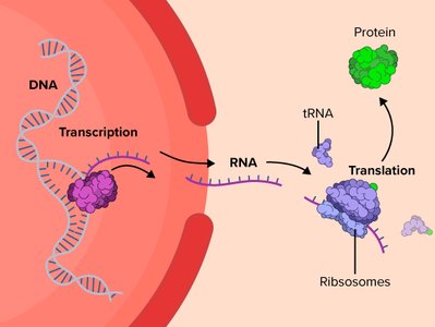 Genetic code prediction example