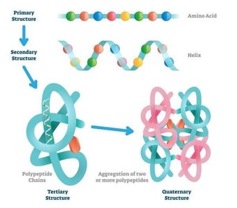 Protein structure levels