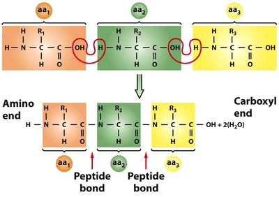 Amino acid side chains