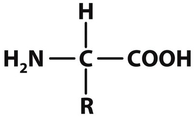 Amino acid side chains