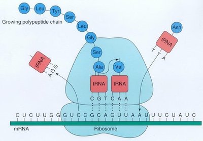 Translation: ribosome reading mRNA