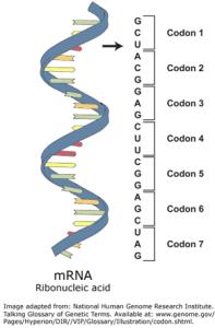 Codons in mRNA