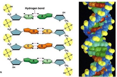 DNA base pairing and structure